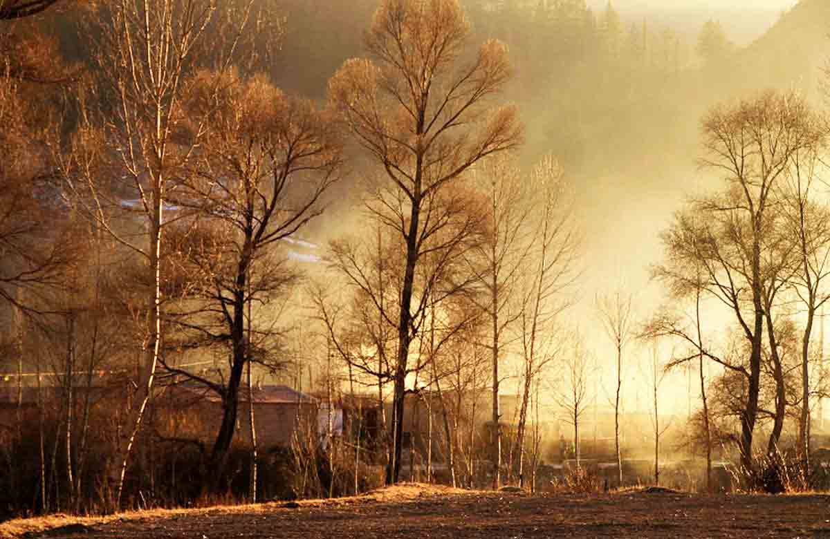 北山林场公园,北山森林植物园