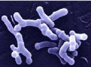 双歧杆菌片功效与作用,乳双歧杆菌功效作用