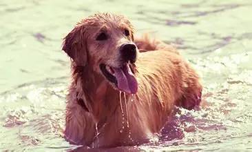 天气热狗狗中暑态势,狗热得好像中暑了咋办