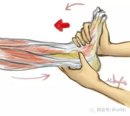 动不动就抽筋肝不好,动不动就要抽筋