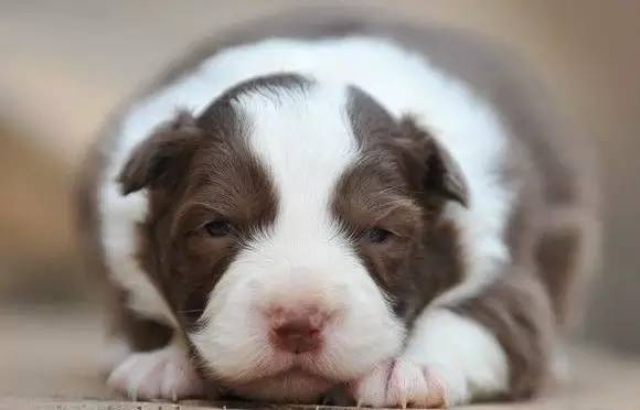 天气热狗狗中暑态势,狗热得好像中暑了咋办