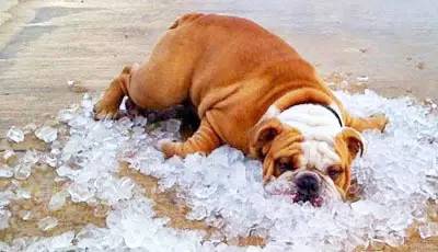 天气热狗狗中暑态势,狗热得好像中暑了咋办