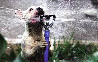 天气热狗狗中暑态势,狗热得好像中暑了咋办