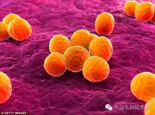 耐甲氧西林金葡菌,耐甲氧西林的葡萄球菌容易治好吗