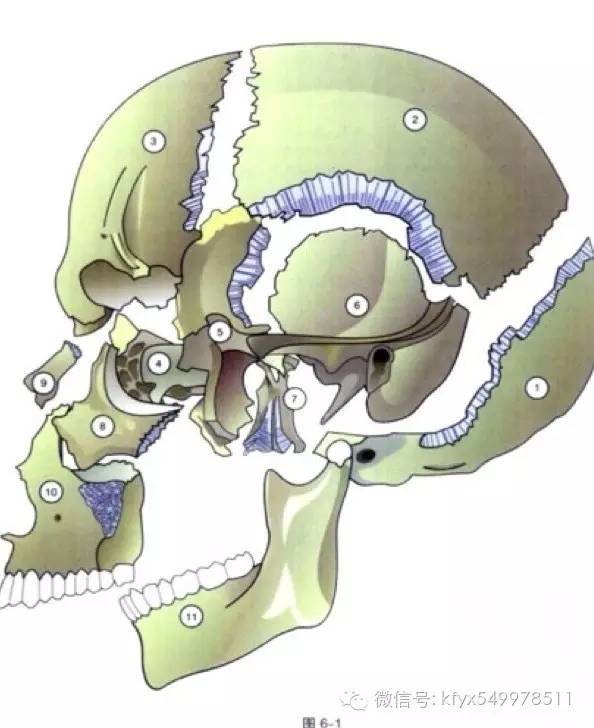 第五期直播:颅骶机制的运动情势和功能障碍顺利进行了