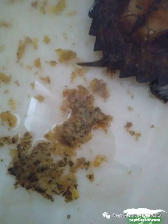 怎么调理下山龟,下山龟调理肠胃配方