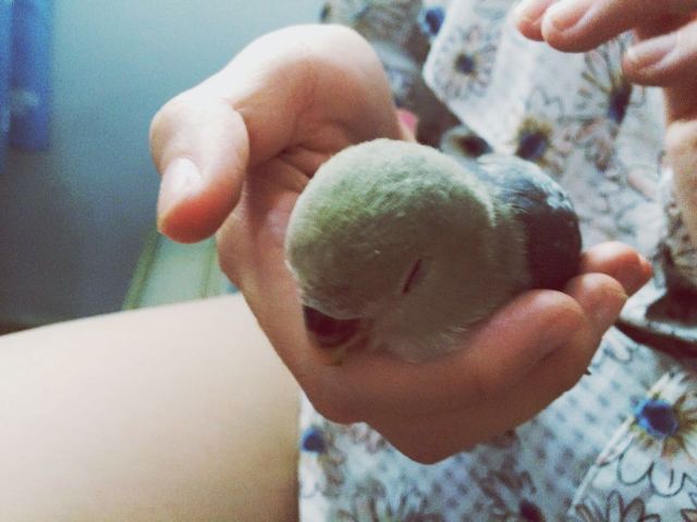 虎皮鹦鹉多少天可以拿出来手养,手养虎皮鹦鹉雏鸟训练教程视频