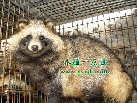 貉的饲养管理,貉子常见病