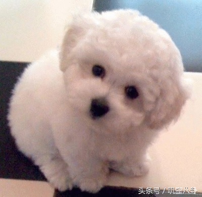 比熊狗狗怀孕啦？铲屎官在高兴之余还要学习如何照顾孕期的狗狗