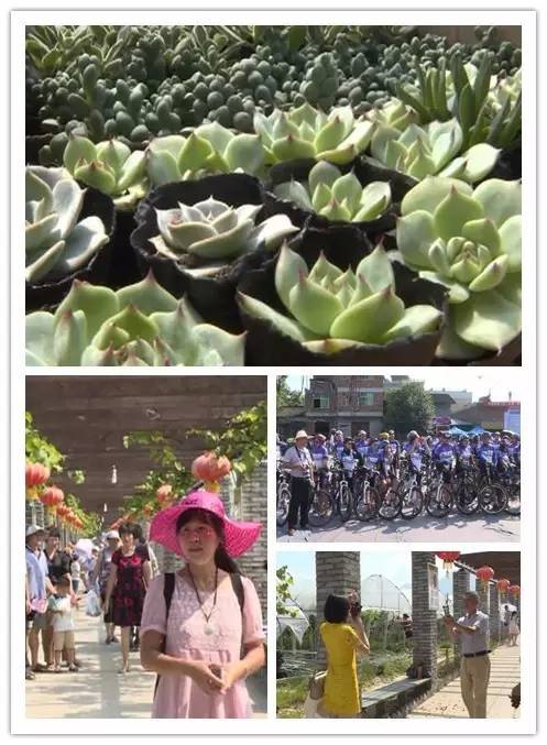 闽北葡萄又一村，教您如何挑选葡萄王