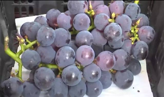 闽北葡萄又一村，教您如何挑选葡萄王