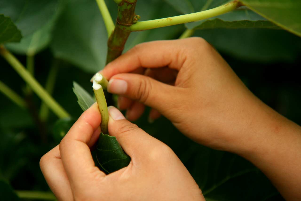 为什么无花果只有威海有,山东威海无花果特点