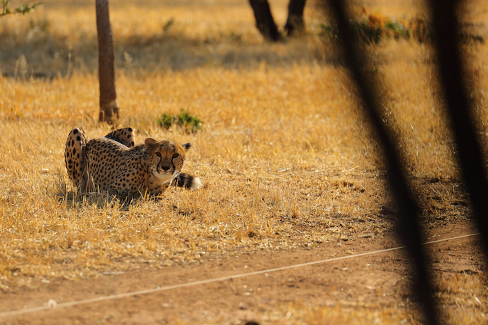 猎豹奔跑壮观,猎豹狂奔