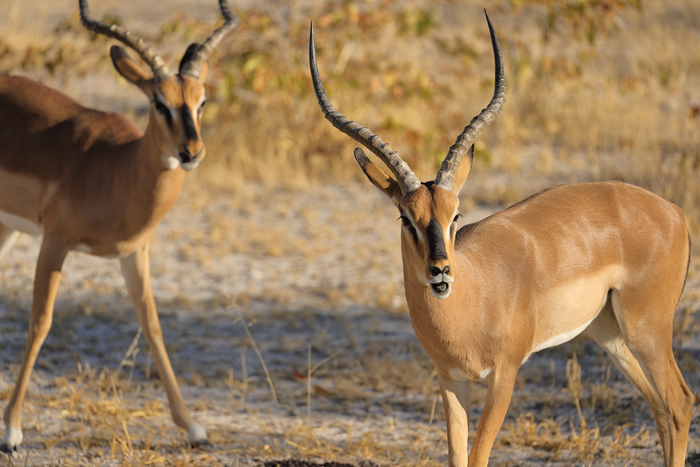 猎豹奔跑壮观,猎豹狂奔