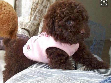 泰迪饲养关注事项,夏天泰迪狗狗生产关注事项