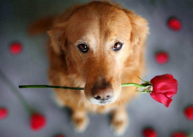 金毛容易得的病怎么预防,金毛容易得皮肤病吃什么