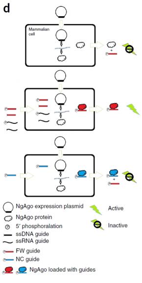 研究作假？面向质疑，韩春雨应该怎么做？