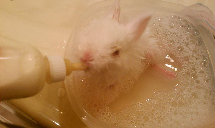 兔子会自杀结束痛苦？美国农场主用“滑板轮椅”拯救了残疾小兔子