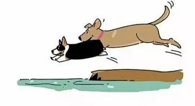 腿短是一种怎样的体验,纯柯基腿是什么标准的