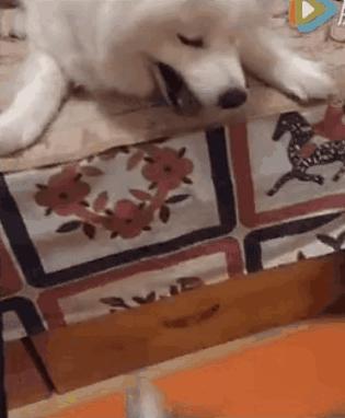 腿短是一种怎样的体验,纯柯基腿是什么标准的