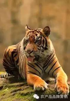 专业生鲜电商，当当、国美和苏宁喊你一起折腾！