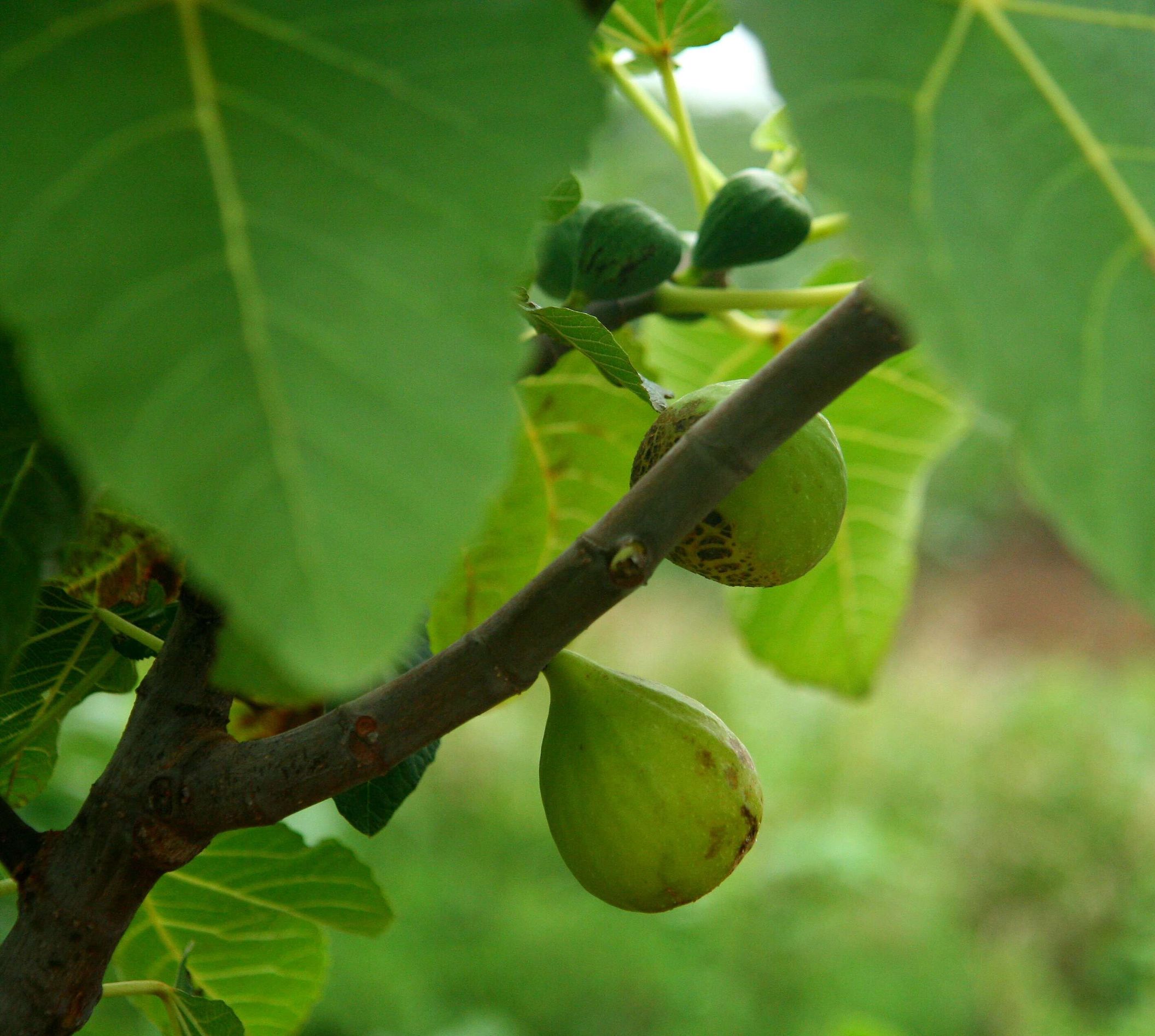 为什么无花果只有威海有,山东威海无花果特点