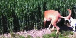 老王来了短视频,老王来了最近视频