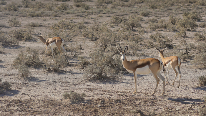 猎豹奔跑壮观,猎豹狂奔