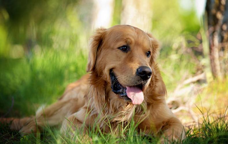 金毛容易得的病怎么预防,金毛容易得皮肤病吃什么