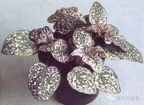 叶子斑斓的植物有哪些,叶子紫色有斑点植物