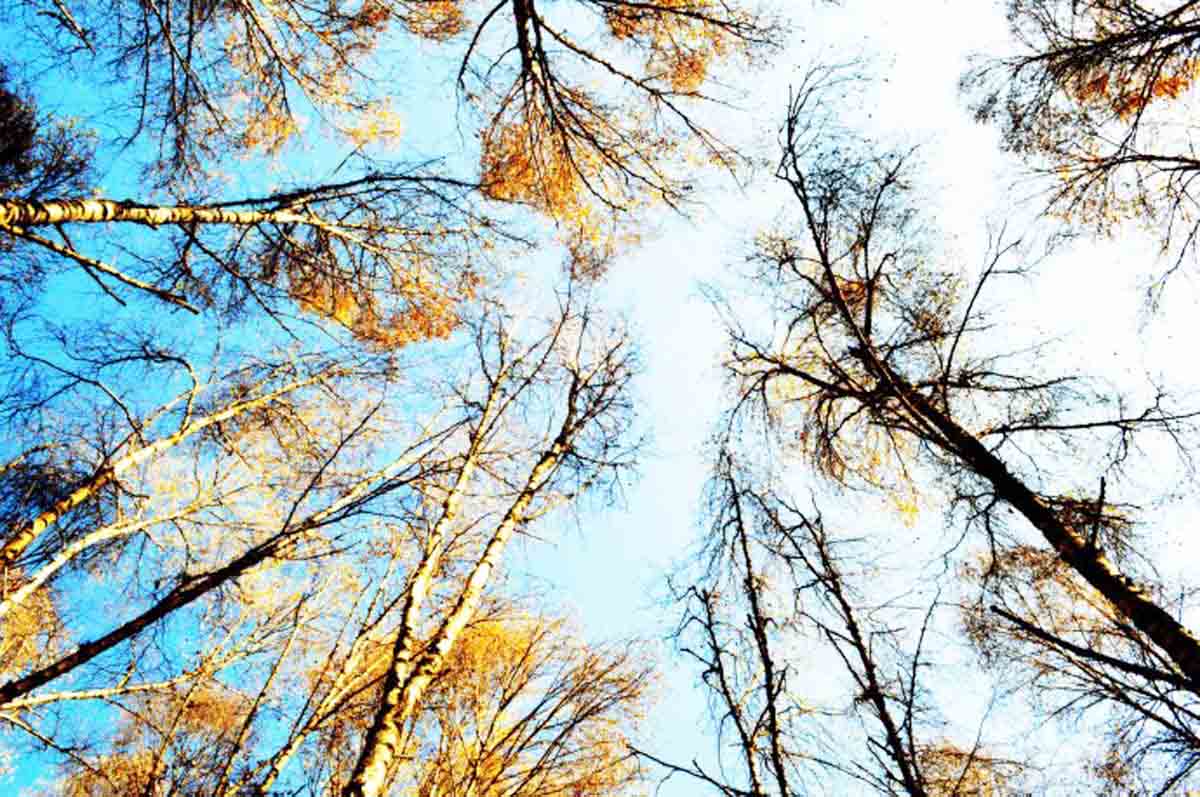 北山林场公园,北山森林植物园