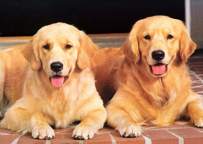 金毛狗狗几个月可以配崽,想要一个金毛和萨摩耶串串宝宝