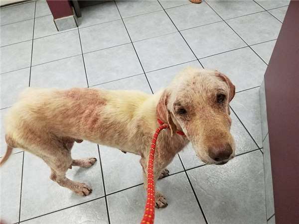 这只狗被虐后全身都是病且身心受创，甚至不敢走进新家