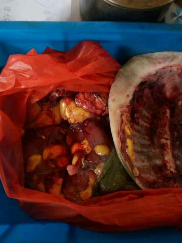 钓到一只野生甲鱼视频,钓到一只甲鱼