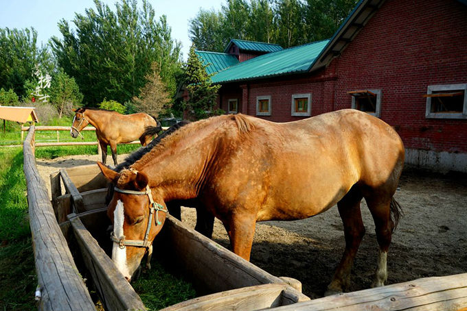 套娃成为俄罗斯传统工艺的原因,套娃为什么是俄罗斯的传统标志