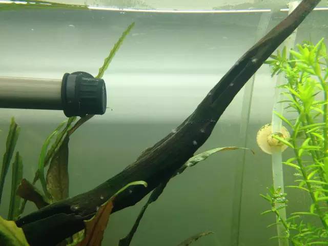 缸里同时长绿藻和黑毛藻,生态缸里为什么长黑毛藻