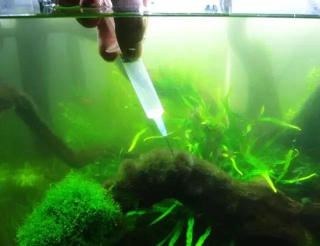 缸里同时长绿藻和黑毛藻,生态缸里为什么长黑毛藻
