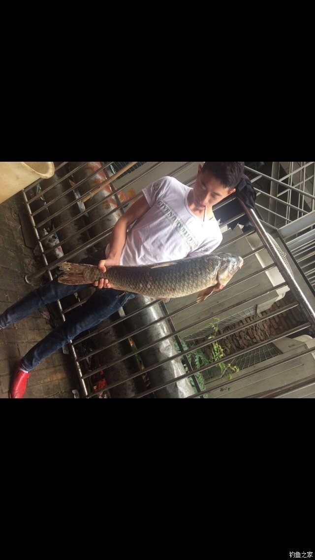 老鬼鳊鱼饵料配方,老鬼钓鳊鱼饵料