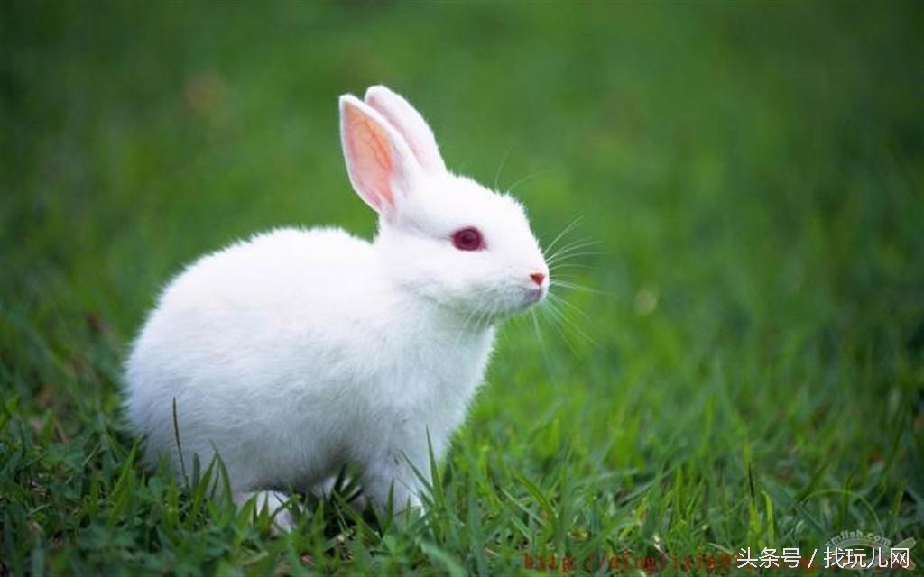 贵圈太乱出处,贵圈太乱还会出现什么