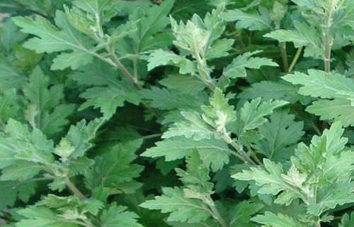 甄嬛传里治疗疤痕的药,甄嬛传中药片段