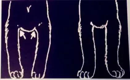 怎样挑选一只好的雪纳瑞犬,如何挑选一只适合家养的雪纳瑞