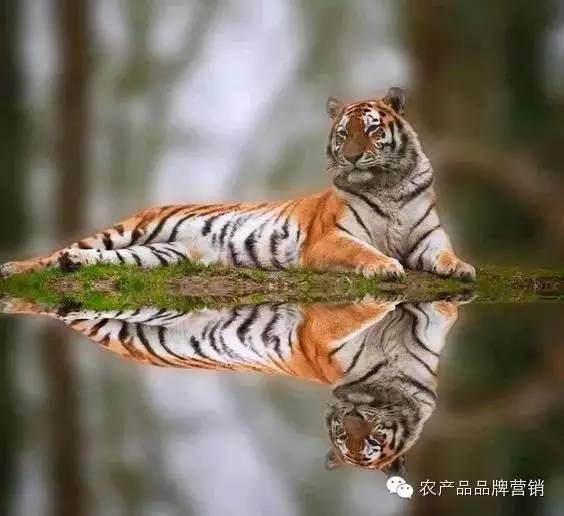 专业生鲜电商，当当、国美和苏宁喊你一起折腾！