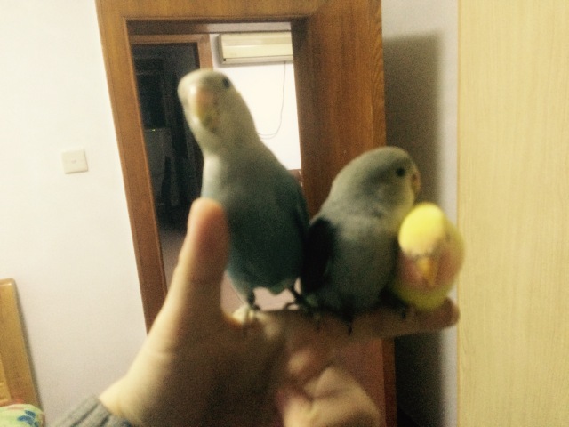 虎皮鹦鹉多少天可以拿出来手养,手养虎皮鹦鹉雏鸟训练教程视频