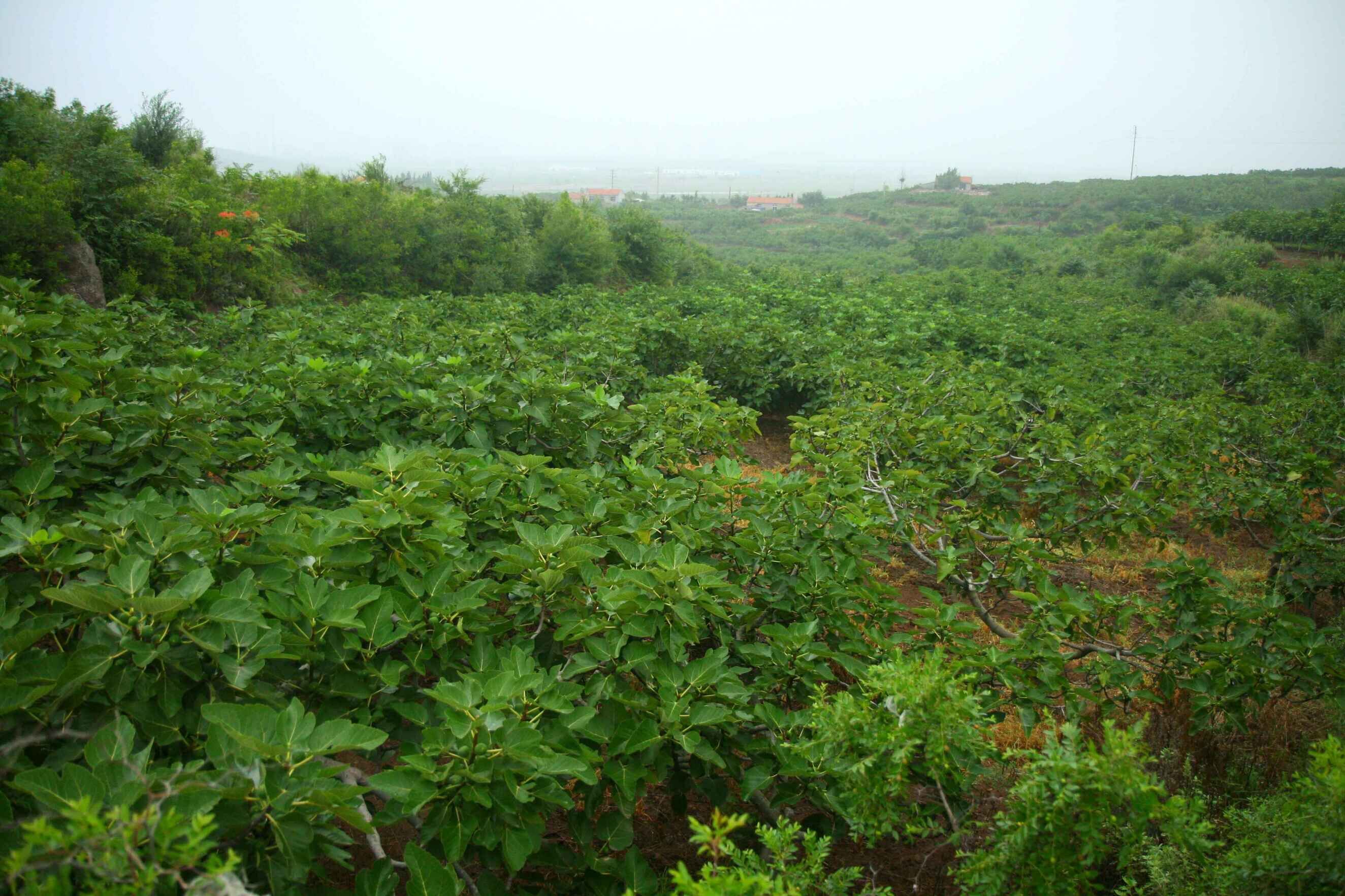 为什么无花果只有威海有,山东威海无花果特点