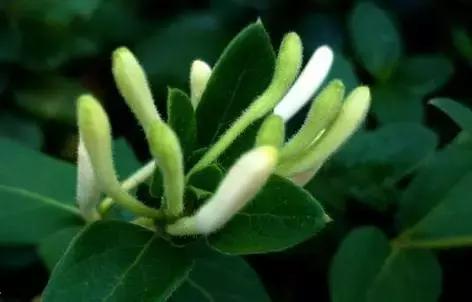 十种阳台中草药好养又实用,清热去火养肝的中草药