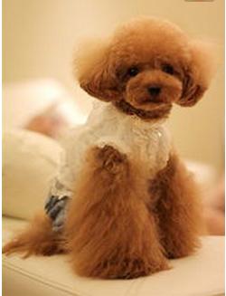 泰迪饲养关注事项,夏天泰迪狗狗生产关注事项