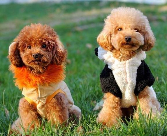 泰迪饲养关注事项,夏天泰迪狗狗生产关注事项