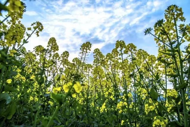 阿里山的姑娘邓禹平,阿里山的姑娘邓禹平结婚了吗