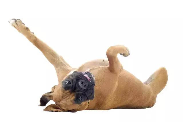 狗狗骨折怎么减轻痛苦,狗狗骨折最佳治疗方法