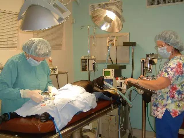 狗狗骨折怎么减轻痛苦,狗狗骨折最佳治疗方法